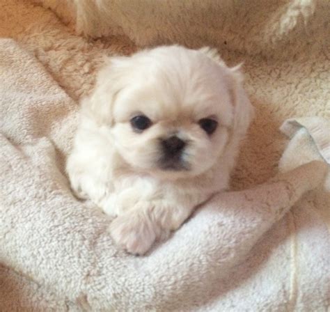 Pekingese Puppies For Sale | Dallas, TX #326466 | Petzlover