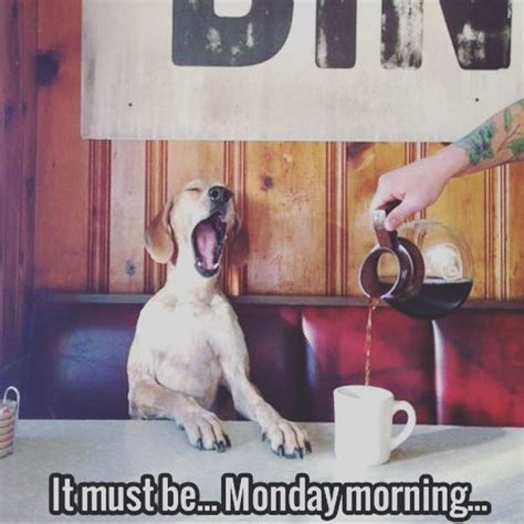 Monday Morning Memes Animals