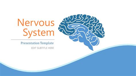 Nervous System PowerPoint Template - SlideModel