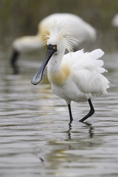 Chinese Water Birds