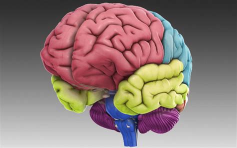 Computer Model Of The Brain : Zygote::3D Female Nervous System ...