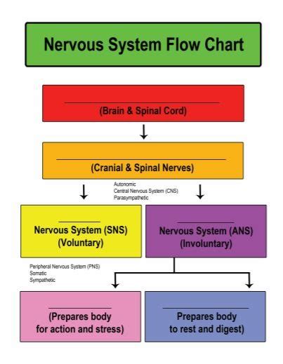 Nervous system flow chart Diagram | Quizlet