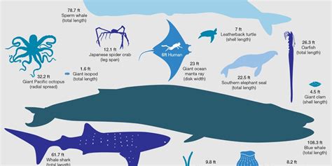 Blue Whale Size Comparison To Elephants