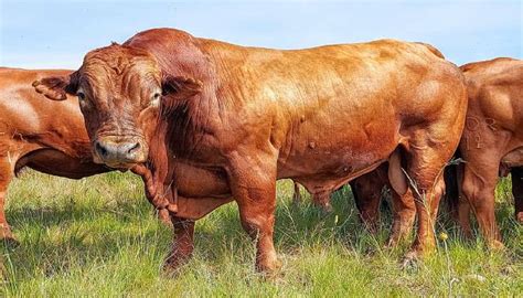 American Cow Breeds