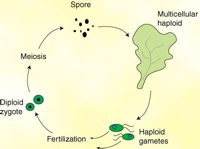 explain life cycle of green algae? - Brainly.in