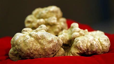 White Truffles Sold At Auction For €75,000 - eXtravaganzi