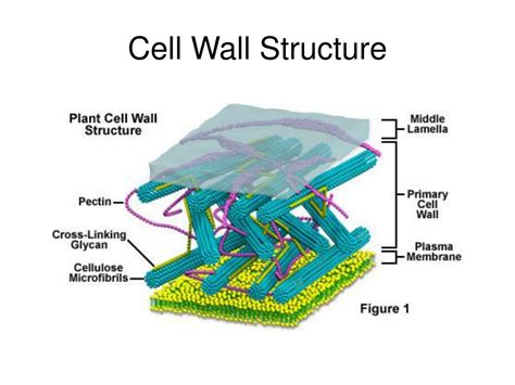 PPT - The Plant Cell PowerPoint Presentation, free download - ID:860791