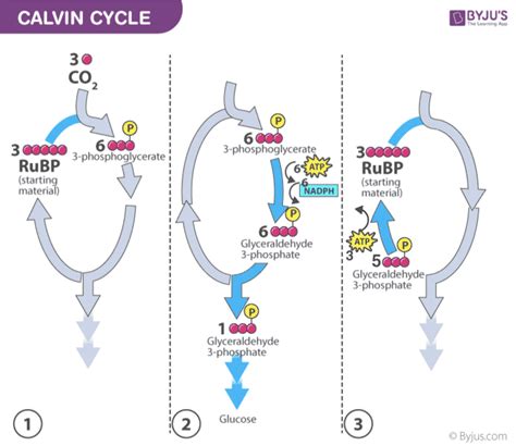 An Overview of Calvin Cycle - Stages Of C3 Cycle