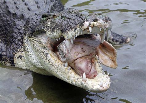 4-foot saltwater crocodile caught in Palawan fish pen