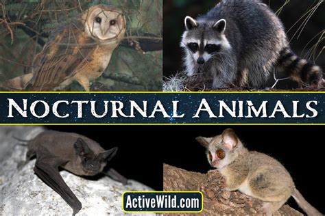 53+ Nocturnal Animals List, Pictures & Interesting Facts » Golden Spike ...