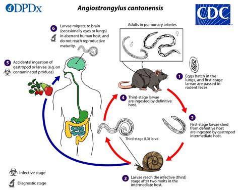 Angiostrongylus Cantonensis Life Cycle