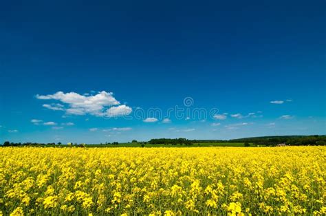 Canola Field At Sunset stock image. Image of sunset, summer - 24701009