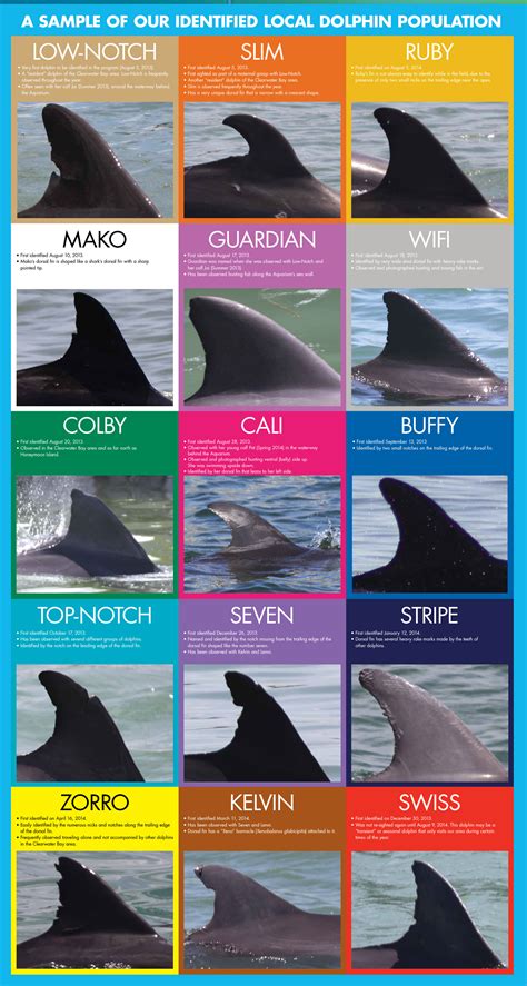 12 Different Dolphin Dorsal Fins - Clearwater Marine Aquarium