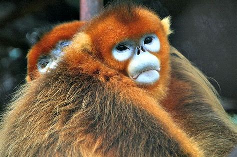 Top Golden Snub-Nosed Monkey Facts! | Always Learning!