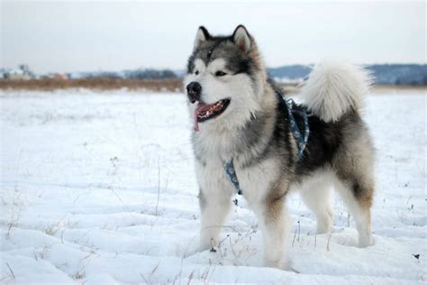 Diferenças entre Malamute do Alasca e Husky Siberiano | Petlove