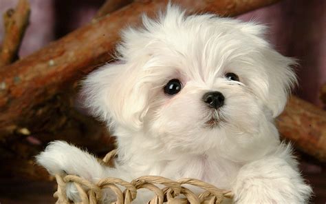 Fluffy Puppies Wallpapers - Wallpaper Cave