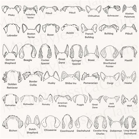 Dog breed ears svg hand drawn dog ears outline bundle etsy – Artofit