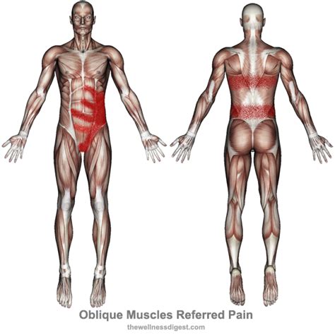 Oblique Muscles Pain: Abdomen, Pelvic and Groin Pain - The Wellness Digest