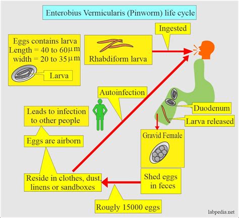 Pinworm Life Cycle In Humans