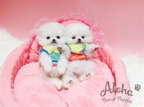 Teacup Pomeranian Breeders Ontario Canada - Pets Lovers