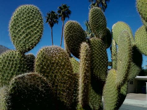 Palm Springs CA ... | Palm springs, Cactus plants, Palm