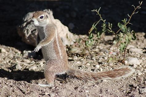 Squirrel - Cape Ground Squirrel Information for Kids