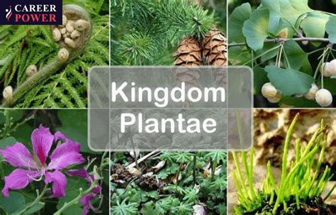 Plantae Kingdom Characteristics