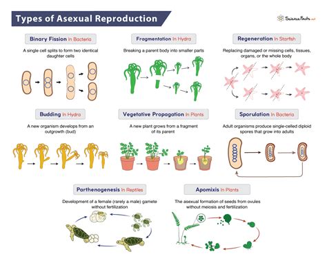 DNA Replication – Definition, Types, Examples, & Diagram