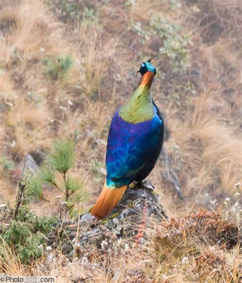 Danfe (or Danphe) Pheasant, Nepal's National Bird, seen above Namche ...