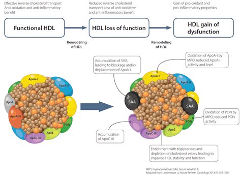 Hdl Molecule