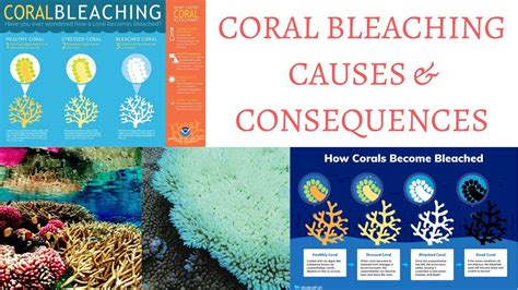 Coral Bleaching - Causes, Consequences & How to Prevent It - YouTube