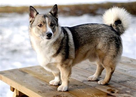 Meet the Corgsky: Corgi Husky Mix | PetsHotSpot.com