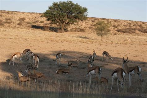 The Kgalagadi Transfrontier Park: What You Need to Know - Travel Dudes