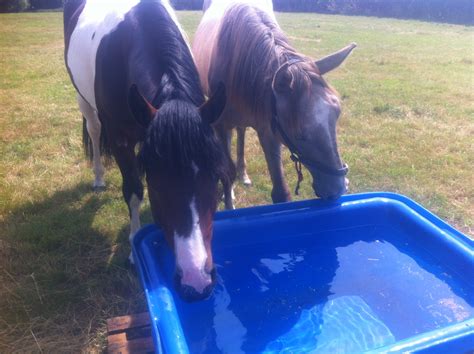 250 Litre Extra Large Heavy Duty Water Trough | Parallax Plastics