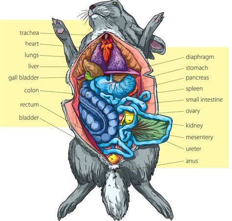 Rabbit Anatomy: Ears to Floof Poof | Small Pet Select