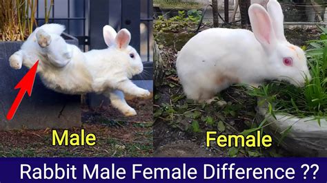 Male Or A Female Rabbit - Which One Should I Choose