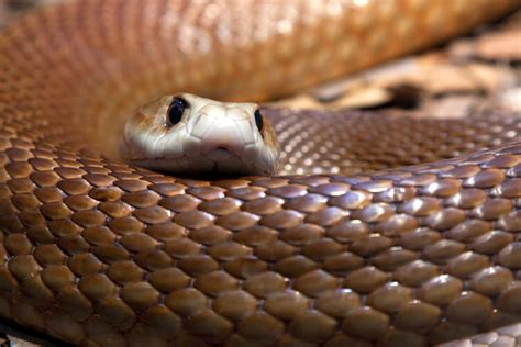 taipan snake pictures - AT&T Yahoo Search Results | Australian animals ...