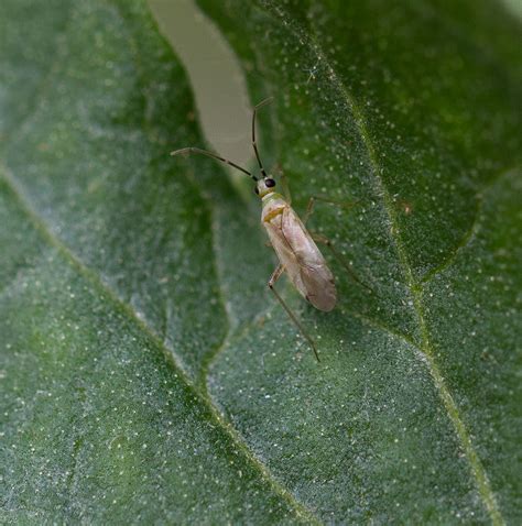 Meet the Tomato Bug! | NC State Extension