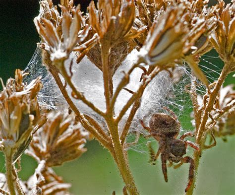 Jumping spider?? - Phidippus princeps - BugGuide.Net