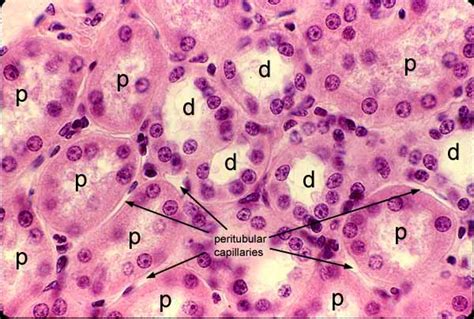 Renal Tubule Histology