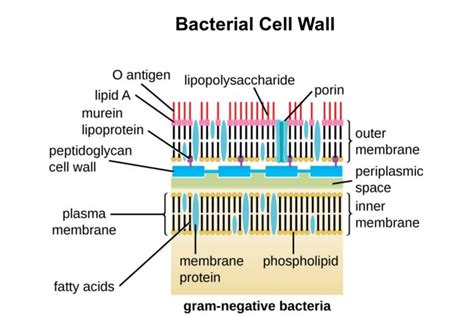 Which of the Following Have a Periplasmic Space