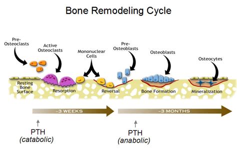 Bone remodeling