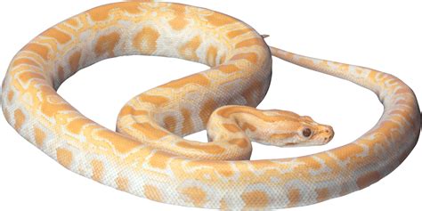 Snake PNG Image - PurePNG | Free transparent CC0 PNG Image Library