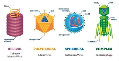 Virus Capsid | Parametric House