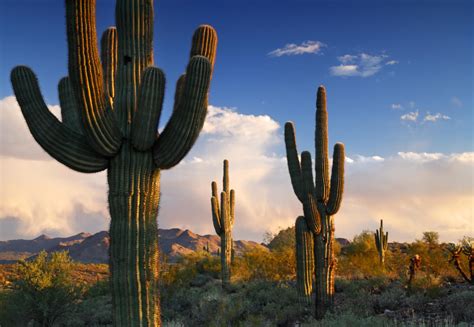 Where to See Saguaro Cactus in Phoenix, AZ | Hiking & Nature