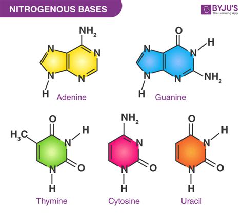 Structure Of Nucleotide Bases