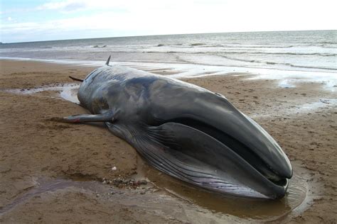 Chile whale stranding: 337 sei whales found dead off Patagonia 'beyond ...