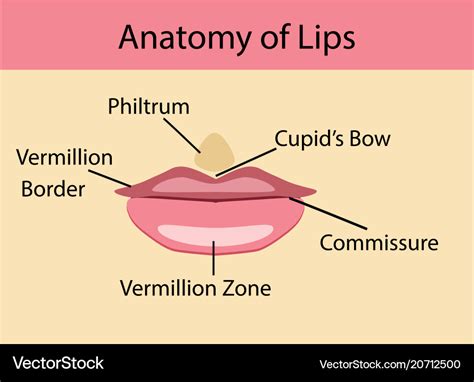 Anatomy Of Lip - Anatomical Charts & Posters