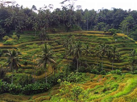 Tegalalang Rice Terrace in Ubud (Bali) | The Traveler Abroad