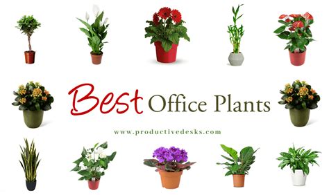 +15 Best Office Plants For Desk That Require Minimal Attention ...